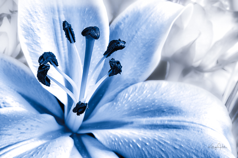 Blue Lily.jpg :: Blue Lily