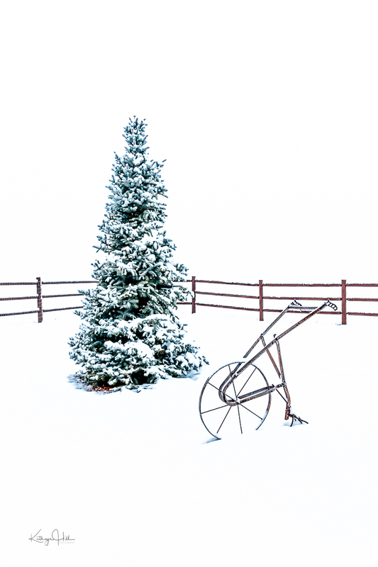 Blue Spruce and Plow.jpg :: Blue Spruce and Plow on a Cold Colorado Winter Day