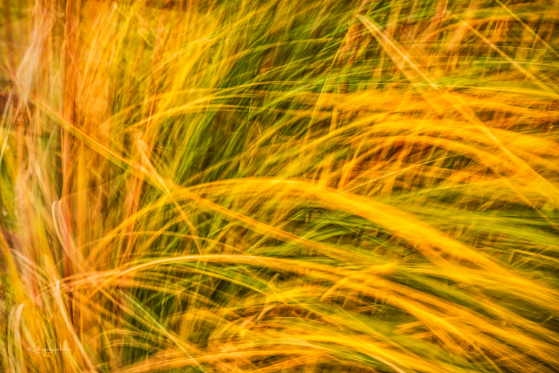 Breezy Pampas.jpg :: Tall, gorgeous, autumn Pampas grasses blow in a stiff, fall breeze to create a blurred, abstract effect.