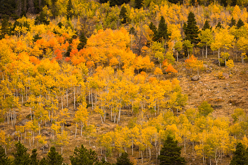 Brilliant Hillside.jpg :: Autumn splendor graces hillsides in Rocky Mountain National Park, Colorado, USA.