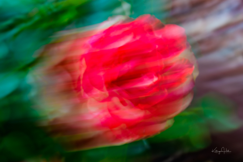 Fast Red Rose.jpg :: Fast Red Rose