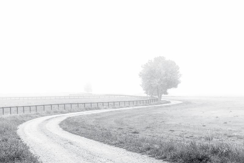 Guardians of the Pasture(1).jpg :: In a rare foggy event, trees, a fence, and a road all fade in to the distance... in to the unknown.