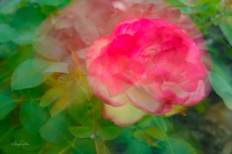 Magenta Warmth.jpg :: Magenta Warmth