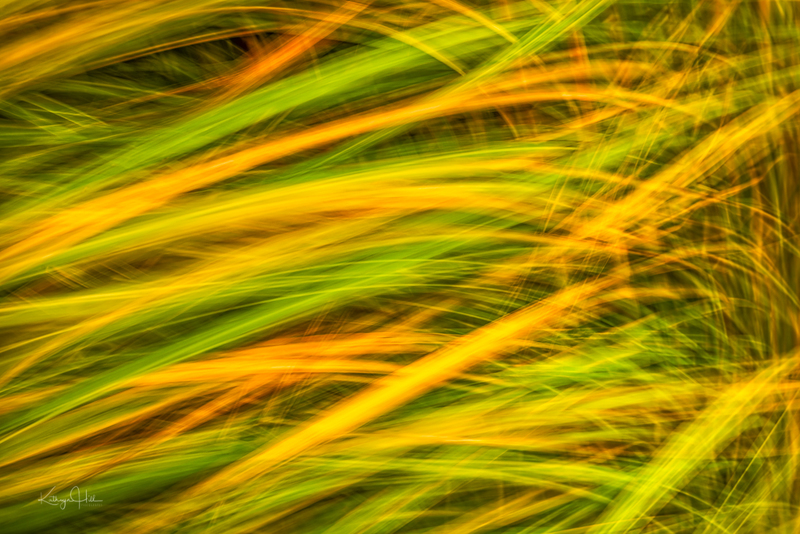 Moving Pampas.jpg :: Tall, gorgeous, autumn Pampas grasses blow in a stiff, fall breeze to create a blurred, abstract effect.