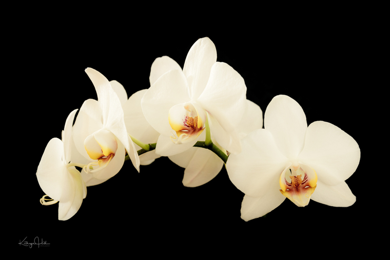 Orchids on Black.jpg :: Orchids on Black