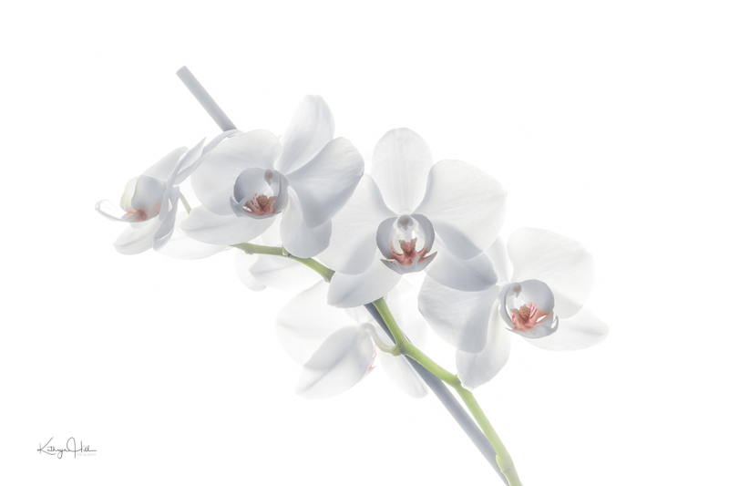 Orchids on White.jpg :: Orchids on White