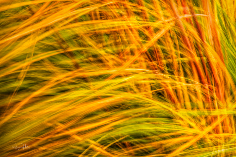 Pampas in Breeze.jpg :: Tall, gorgeous, autumn Pampas grasses blow in a stiff, fall breeze to create a blurred, abstract effect.