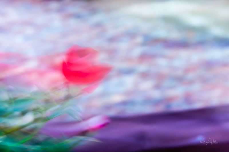 Pastel Rose.jpg :: Pastel Rose