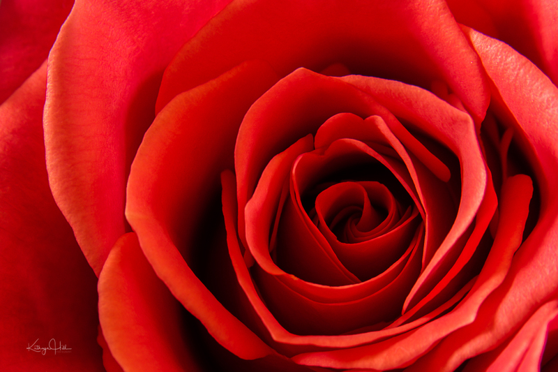 Perfect Red Rose.jpg :: Perfect Red Rose