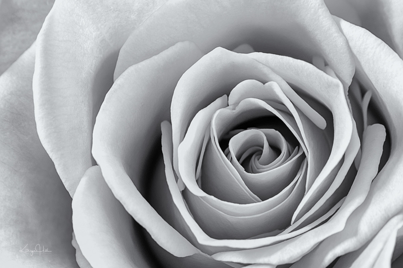 Perfect Rose.jpg :: Perfect Rose