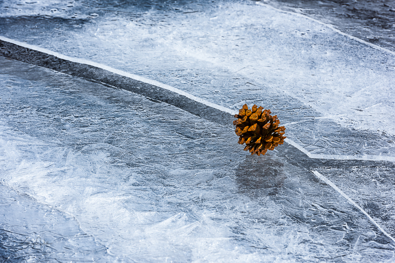 Pine Cone on Cracked Ice.jpg :: A pine cone lingers where it rolled on to the lakeshore's cracked ice.