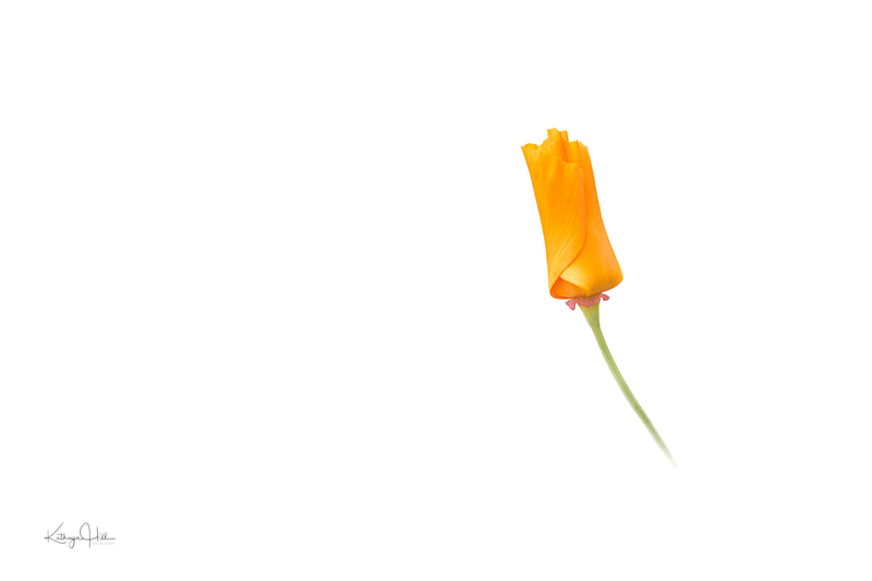 Poppy in Fog.jpg :: Poppy in Fog