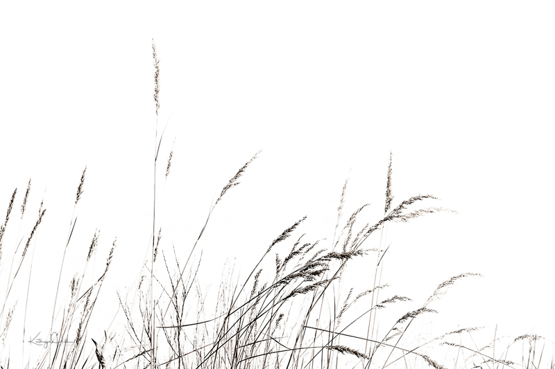 Pure Grasses.jpg :: Wintertime grasses along the snowy lake shore.