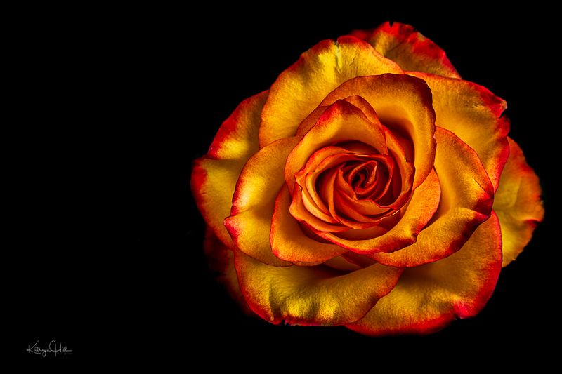 Rose in Detail.jpg :: Rose in Detail