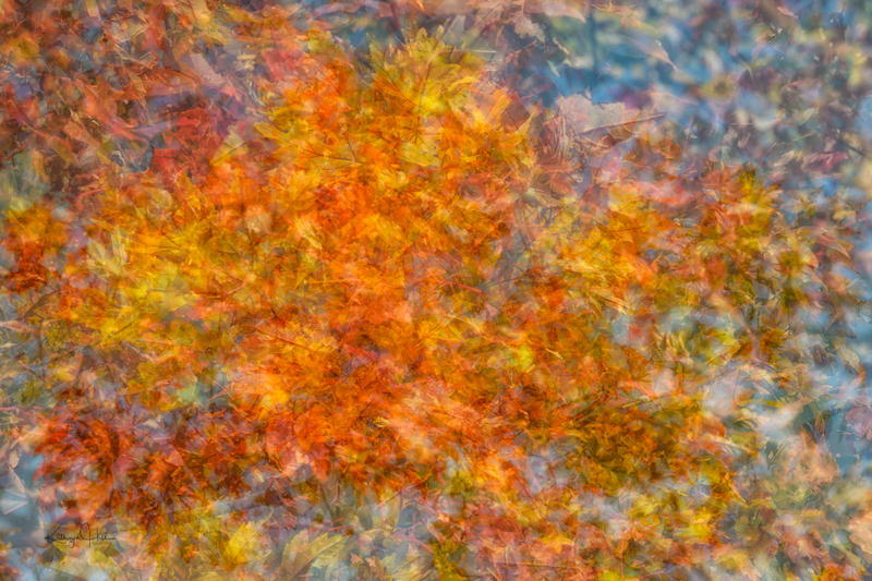 Seven Maple Abstract.jpg :: Seven Maple Abstract
