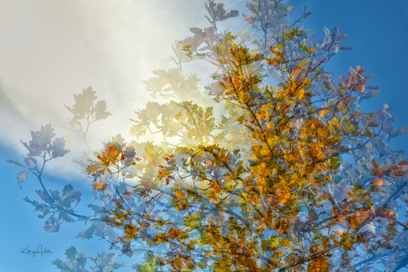 Shumard Autumn Abstract.jpg :: Shumard Autumn Abstract