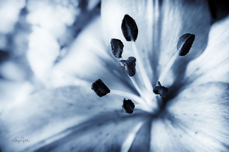 Silver Lily.jpg :: Silver Lily
