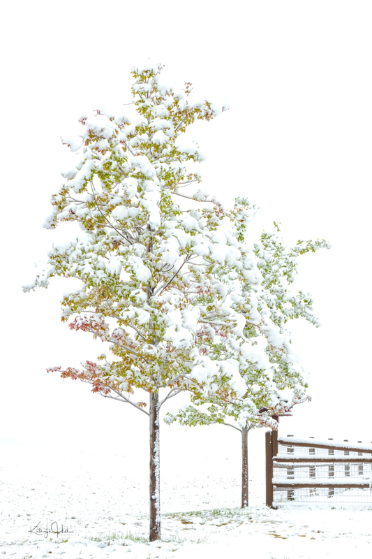 Snowy Autumn Maples(1).jpg :: Snowy Autumn Maples
