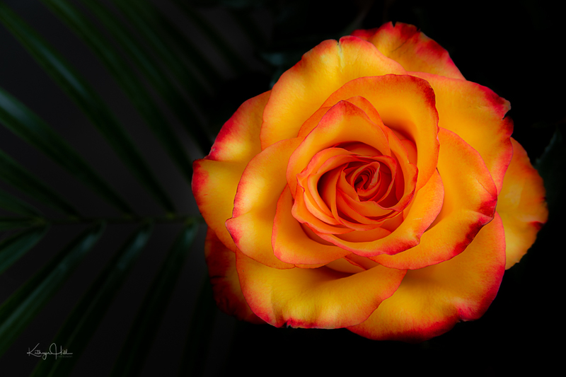 Soft Rose.jpg :: Soft Rose