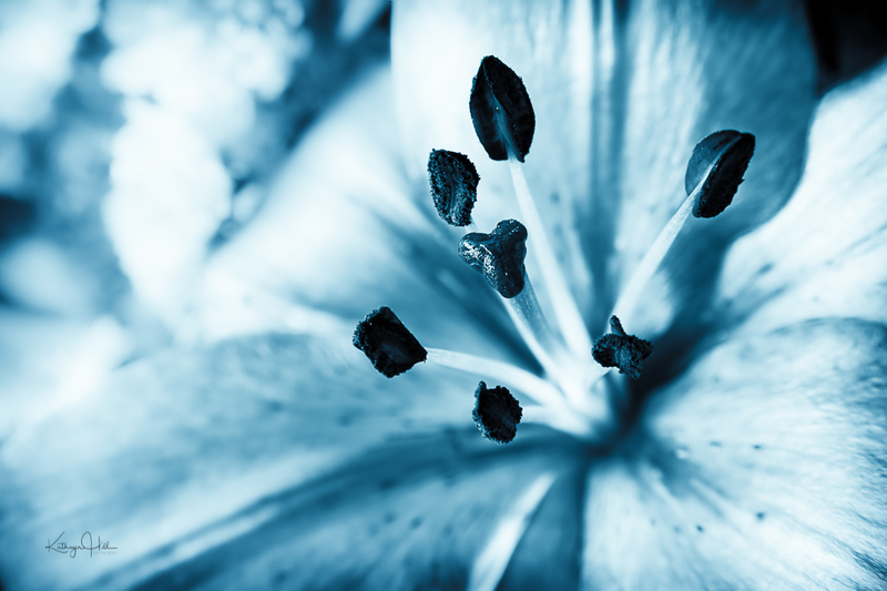 Teal Lily.jpg :: Teal Lily