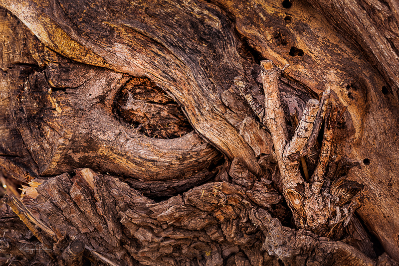 The Old Man in the Tree.jpg :: Fascinating detail in a cottonwood tree trunk