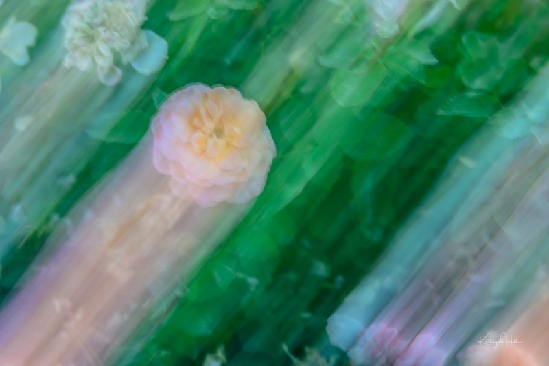 Zooming Rose.jpg :: Zooming Rose