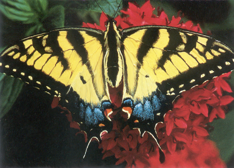 Tiger Swallowtail.jpg