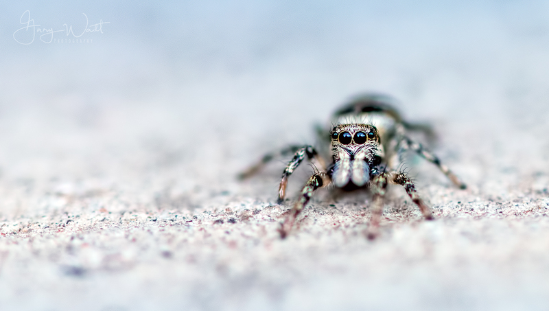 Jumping Spider_a.jpg :: Jumping Spider, Aberdeen, Scotland