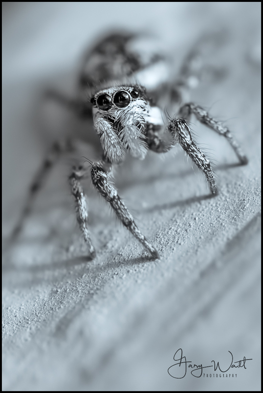 Jumping Spider.jpg :: Jumping Spider, Aberdeen, Scotland
