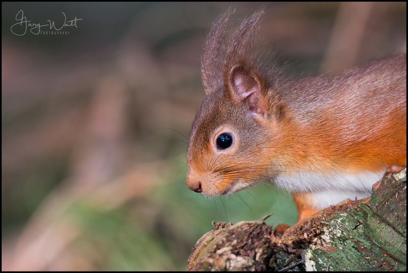 Red Squirrel_a.jpg :: Red Squirrel, Aberdeenshire, Scotland.