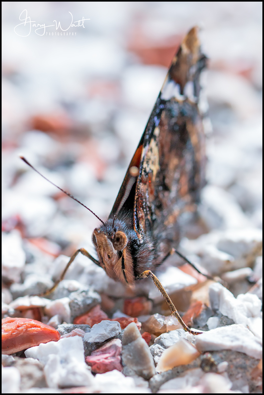 butterfly (2).jpg :: Butterfly, Aberdeen, Scotland.