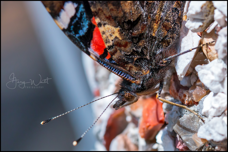 butterfly2.jpg :: Butterfly, Aberdeen, Scotland.