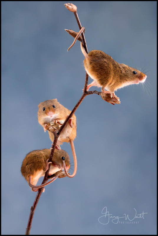 mice.jpg :: Harvest Mouse, Aberdeenshire, Scotland.