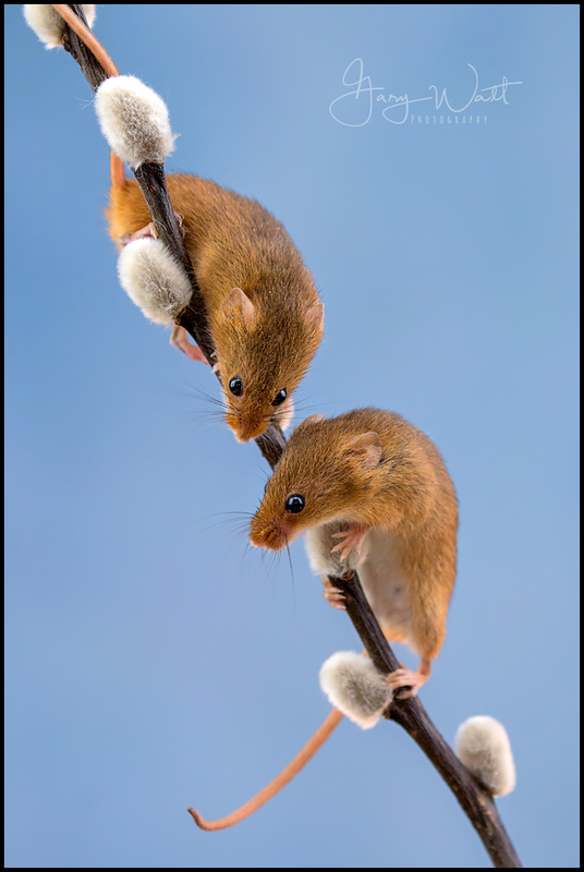 mice3.jpg :: Harvest Mouse, Aberdeenshire, Scotland.