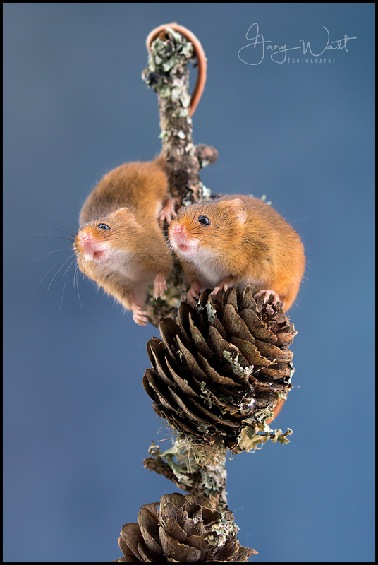 moose.jpg :: Harvest Mouse, Aberdeenshire, Scotland.