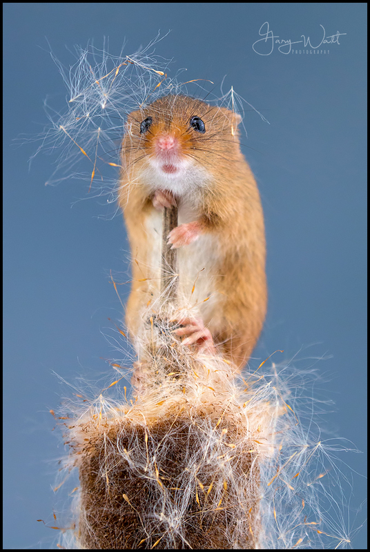 mouse (2).jpg :: Harvest Mouse, Aberdeenshire, Scotland.