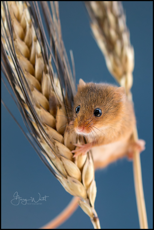 mouse (3).jpg :: Harvest Mouse, Aberdeenshire, Scotland.