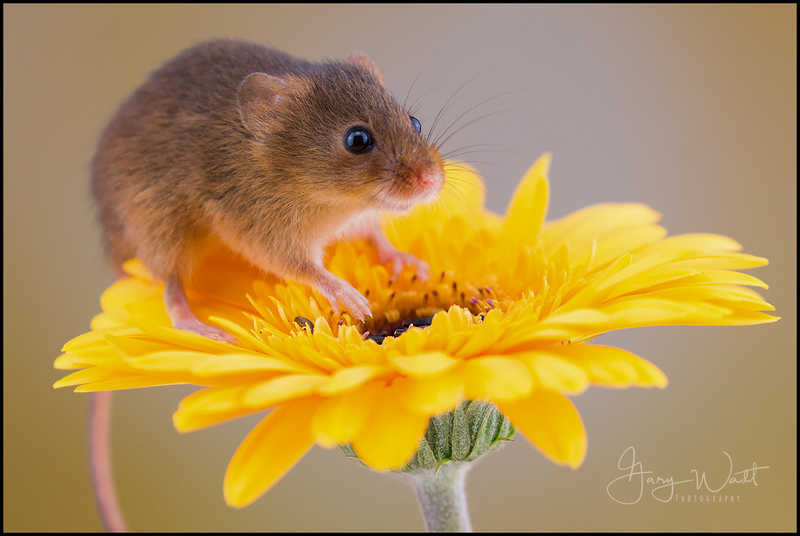 mouse.jpg :: Harvest Mouse, Aberdeenshire, Scotland.