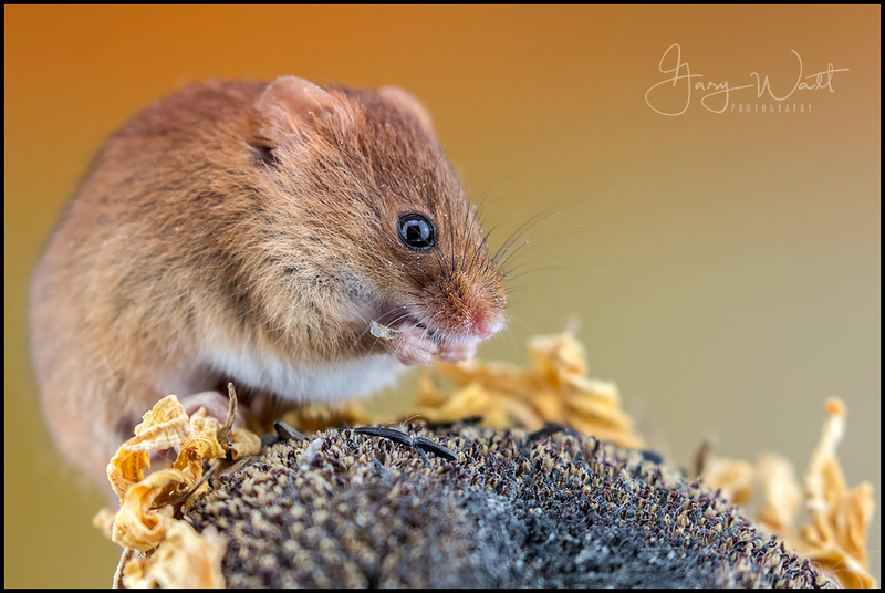 mouse1 (2).jpg :: Harvest Mouse, Aberdeenshire, Scotland.