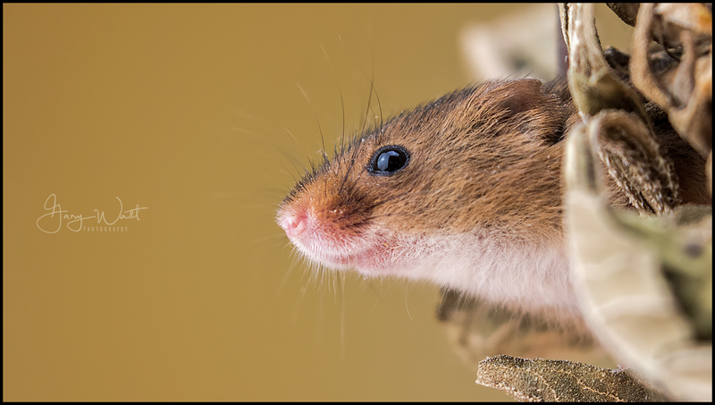 mouse2 (2).jpg :: Harvest Mouse, Aberdeenshire, Scotland.