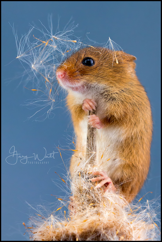 mouse2 (3).jpg :: Harvest Mouse, Aberdeenshire, Scotland.