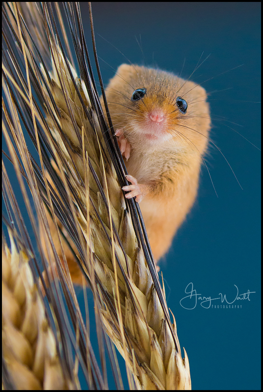 mouse3.jpg :: Harvest Mouse, Aberdeenshire, Scotland.