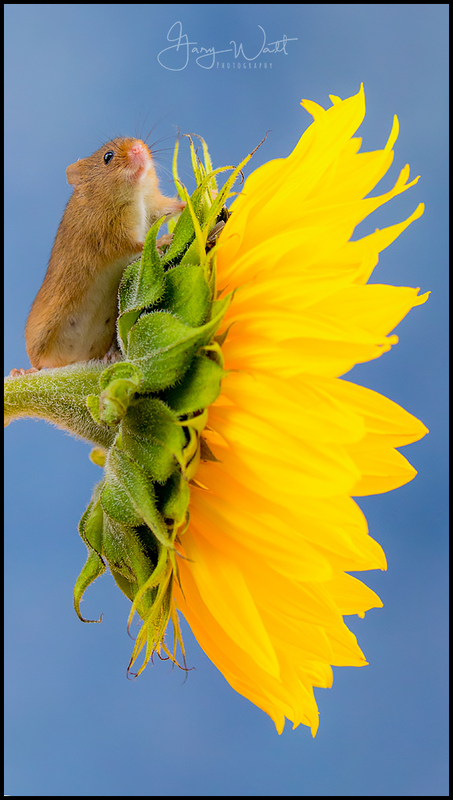 mouse4.jpg :: Harvest Mouse, Aberdeenshire, Scotland.