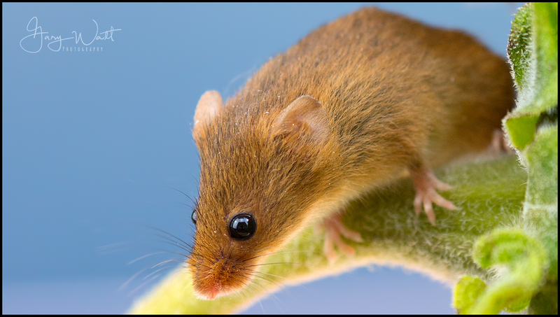 mouse5.jpg :: Harvest Mouse, Aberdeenshire, Scotland.