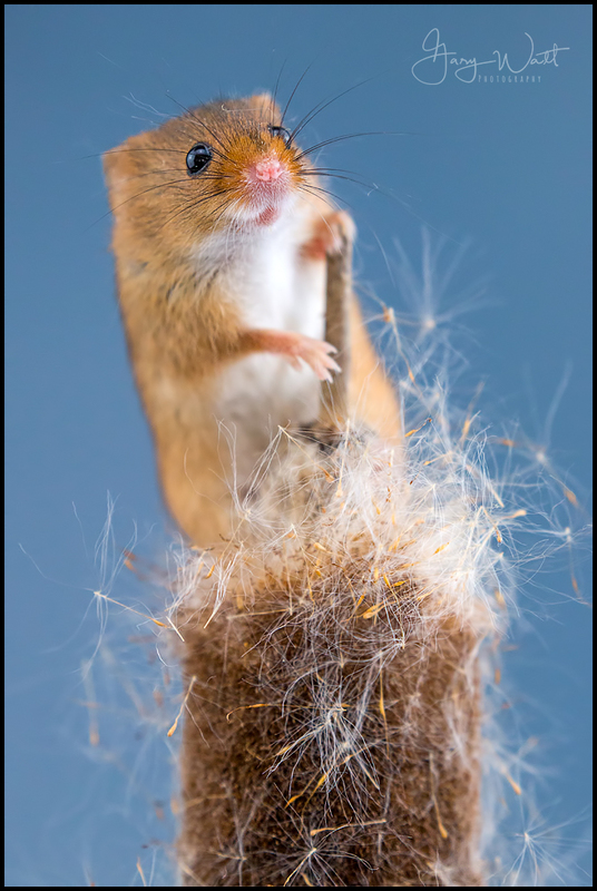 mousetop.jpg :: Harvest Mouse, Aberdeenshire, Scotland.
