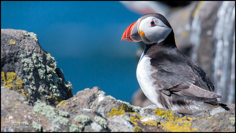 puff1.jpg :: Puffin, Isle of May, Fife, Scotland.