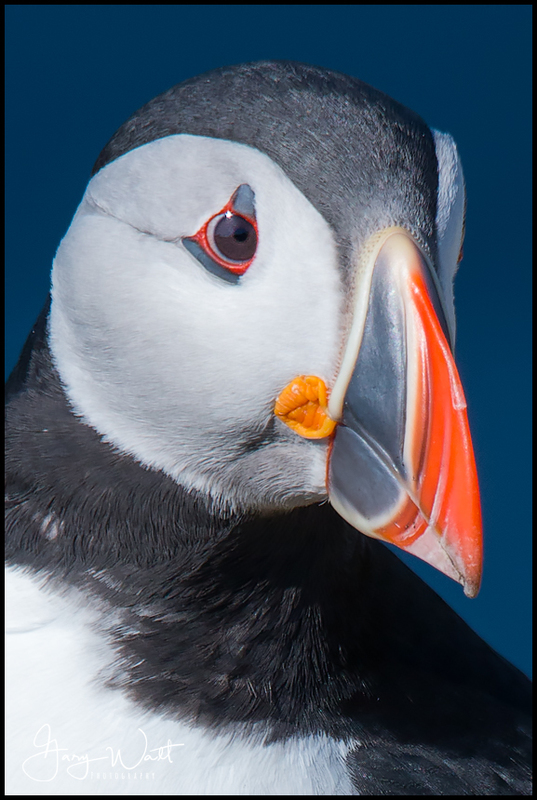 puffin (2)(1).jpg :: Puffin, Isle of May, Fife, Scotland.