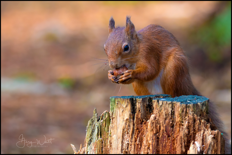 red(1).jpg :: Red Squirrel, Aberdeenshire, Scotland.