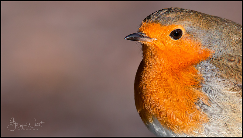 robin1(1).jpg :: Robin, Aberdeenshire, Scotland.