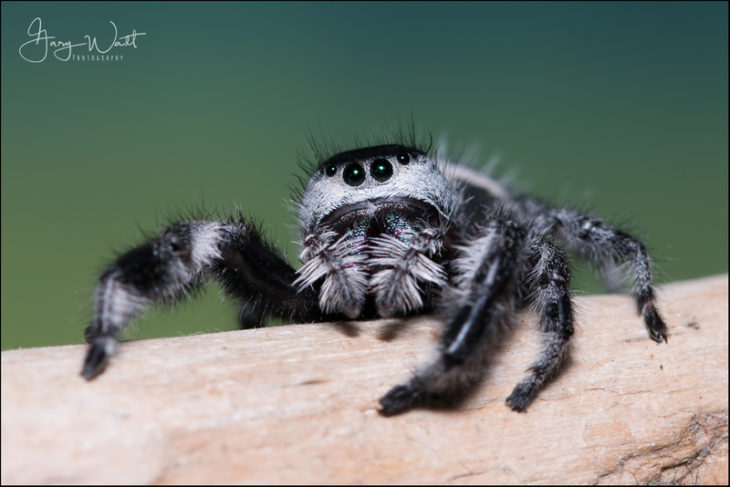 spider_280422.jpg :: Regal Jumping Spider, Aberdeenshire, Scotland